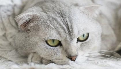 中国足球热潮如何扣动万亿产业链的扳机？